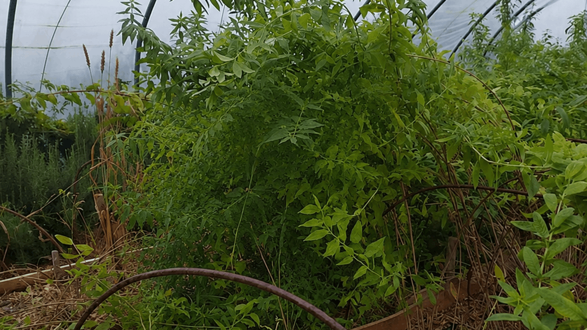 Plantes séchées en herboristerie