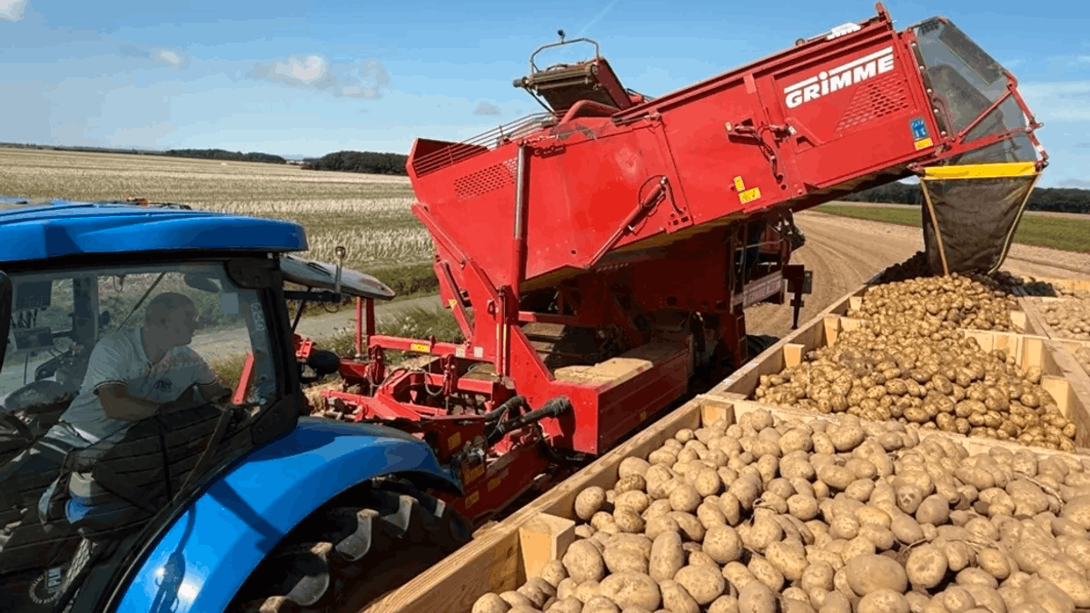 Pommes de terre en sac