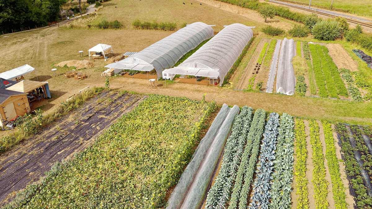 Étal de légumes